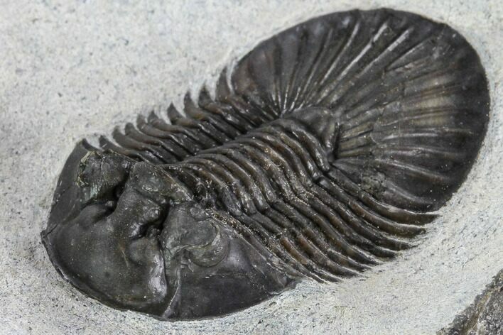 Scabriscutellum Trilobite - Morocco #108430